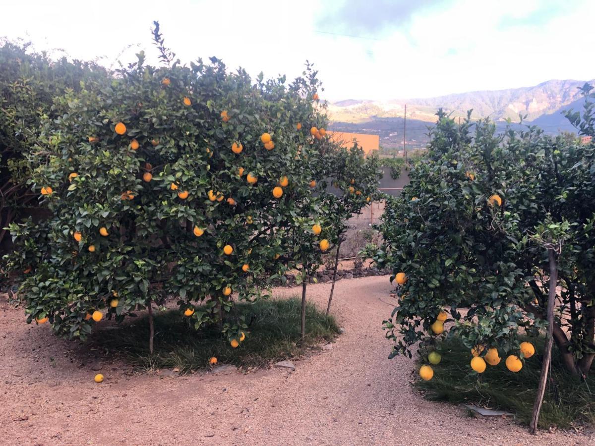 Afrikan Krisant Tenerife, Casa Rural Ecologica Arafo Exteriör bild