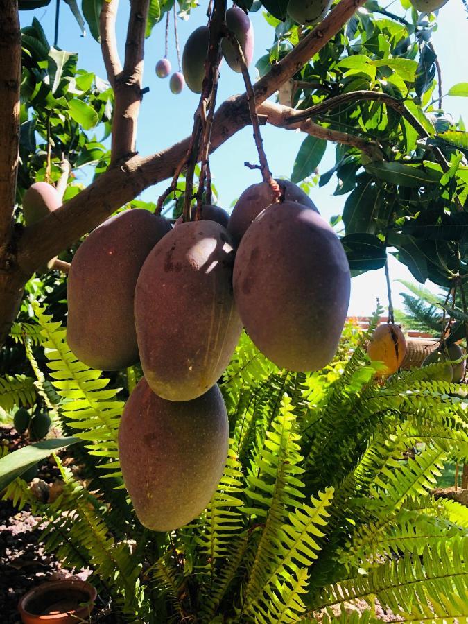 Afrikan Krisant Tenerife, Casa Rural Ecologica Arafo Exteriör bild