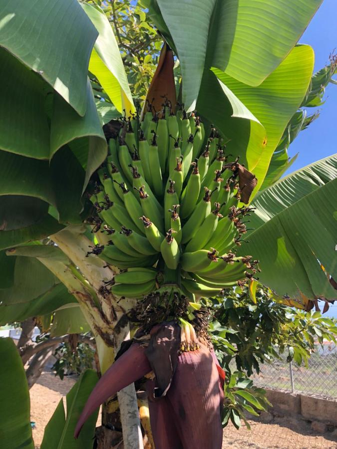 Afrikan Krisant Tenerife, Casa Rural Ecologica Arafo Exteriör bild