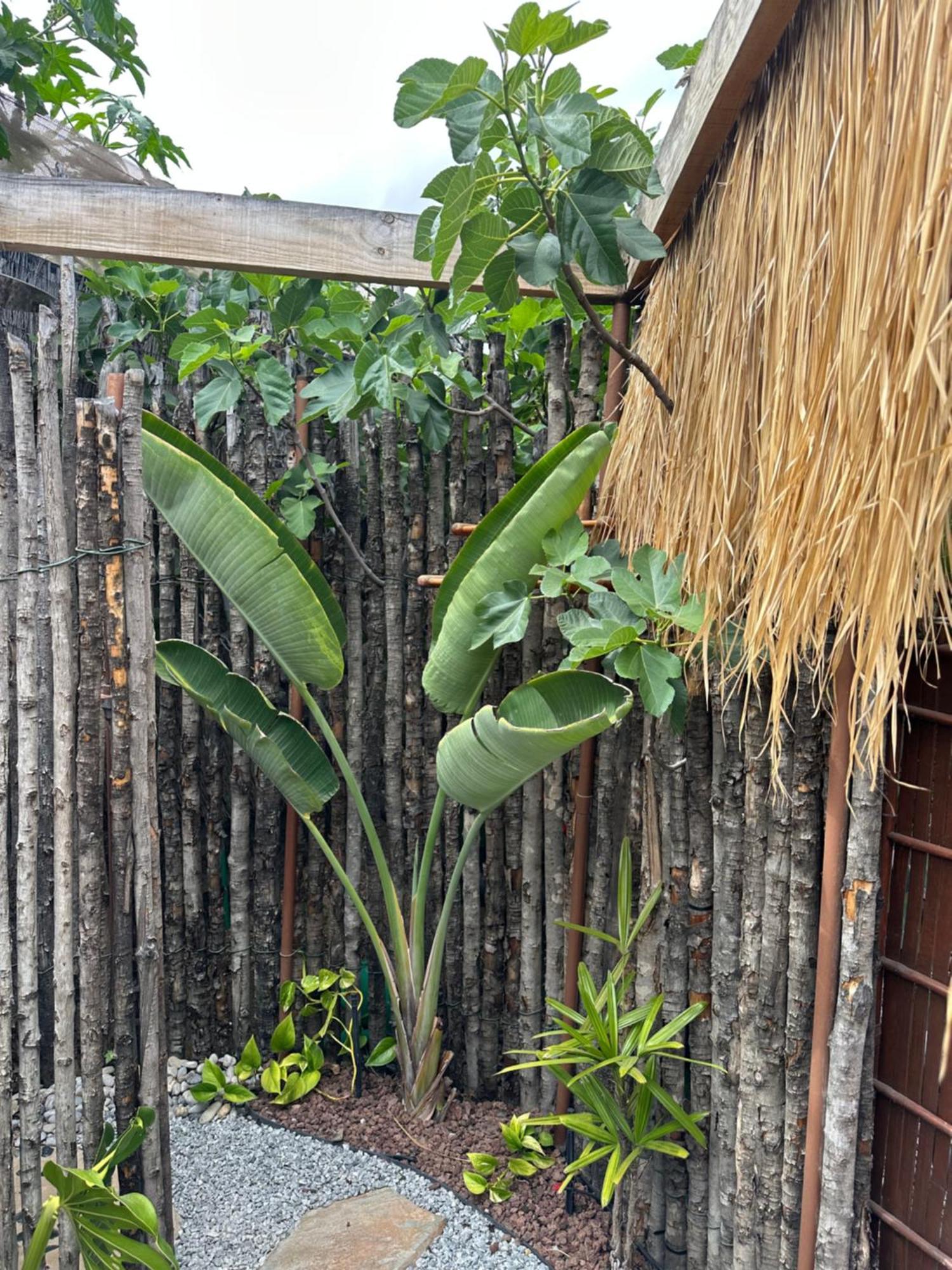 Afrikan Krisant Tenerife, Casa Rural Ecologica Arafo Exteriör bild